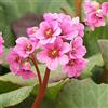 Arborix 12 unità Bergenia 'Morgenrote' - Bergenia Vaso 9x9cm ±1 m² - Fiori Rosa e Foglie Robuste, Ideali per Giardini Ombrosi e Aiuole