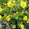 Generic Potentilla 'Goldteppich' 25-30 cm Vaso - Potentilla fruticosa 'Goldteppich' - Tappezzante con fiori gialli