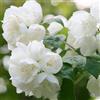 Generic Filadelfo 'Virginal' 50-60 cm Vaso - Philadelphus 'Virginal' - Fiori bianchi profumati