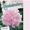 Generic Rododendro 'Silberwolke' 25-30 cm Vaso - Rhododendron 'Silberwolke' - Fioritura bianca