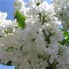 Generic Lillà 'Madame Lemoine' 60-80 cm Vaso - Syringa vulgaris 'Madame Lemoine' - Fioritura bianca profumata