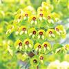 Arborix 6 x Euphorbia Martinii - Perenni Vaso 9cm x 9cm