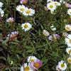 Arborix 6 x Erigeron Karvinskianus - Perenni Vaso 9cm x 9cm