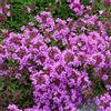 Arborix 6 x Thymus Praecox 'Purple Beauty' - Perenni Vaso 9cm x 9cm