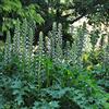 Arborix 6 x Acanthus Mollis - Acanto Vaso 9x9cm - Perenne con Foglie Grandi e Verdi