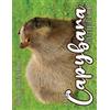B Patrick The Capybara Cutie Club 2025 Calendar (Tascabile)