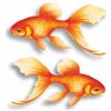 LaoGraphics Adesivi Coppia di Pesci Rossi, Resistenti all'Acqua e alle Intemperie con Trasparenza 0%, Coprono i Segni, Decorazione da Parete Vita Marina, Auto e Progetti per la Casa. (Pesce Rosso x2)