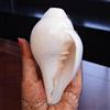 CraftsLook Original Blowing Shankh (VAMAVARTI BAJNEWALA) - Conch Shell - Forte e Grande Shankh da Soffiare (Bianco) ~ Shankha per Forza Polmonare/Immunità 5 Inch