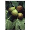Herboplanet Msa Ficus Carica 50 Ml
