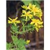 Herboplanet Tsa Hipericum Perforatum 50 Ml
