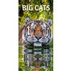 Harenberg u.Weingarten Big Cats Calendario 2023 Grandi gatti predatori ritratti in un calendario da parete 2023 XXL. Calendario allungato con foto espressive di Leone, Tiger e Co.