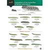 Field Studies Council Guide to caterpillars of the butterflies of Britain and Ireland