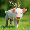 Avonside Publishing Ltd Pigs 2026 Calendar | Square Wall Calendar | Farm Animal Gift | Plastic Free Packaging | by Avonside Publishing