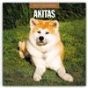 Browntrout Verlags GmbH Akitas - Akita 2027 - 16-Monatskalender: Original Red Robin Publishing Ltd-Kalender [Mehrsprachig] [Kalender]