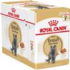 Royal Canin British Shorthair Adult Umido 85 gr Per Gatti