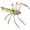 BuildCubes Puzzle in metallo 3D per adulti, Steampunk meccanico ragno 3D puzzle metallo modellino animale, 118 pezzi fai da te montaggio spider modello desktop giocattolo regalo kit versione kit