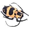 lilizzhoumax Peluche Longicorno 9.4pollice insetto Carino giocattolo morbido Bambole Animali Bambini e Amici Regalo per la festa di compleanno coccoloso collezionare decorazione domestica - arancione
