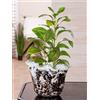 GILDE Vaso Petunia in vetro nero e bianco, Ø 20 cm, decorazione per la casa, vaso per fiori, decorazione da tavolo