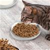 Generic Ciotole per cani e gatti, per cibo umido e secco, piatti per acqua, piatti in acciaio inox, piatti bassi e larghi adatti ai baffi, per animali domestici, gatti e cani