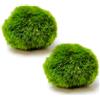 Ameble Confezione da 2 Palline di Muschio Marimo Verde Vivo da 1, 5 Pollici, Decorazioni per Acquario per Acquario, Habitat di gamberetti Betta | Bassa manutenzione, decorazione naturale dell'acquario, sicura per tutti i pesci e gamberetti