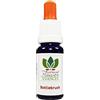 Australian Flower Essences Bottlebrush 15ml Australian Bush Flower Essences Love Remedies