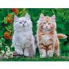 Ravensburger Nathan 12001868 - Puzzle di alta qualità, motivo: gattini siberiani, per adulti e bambini dai 14 anni, collezione tenerezza