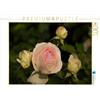 CALVENDO Potratz Andrea - Puzzle da 1000 pezzi, motivo: rose incantevoli, dimensioni 64 x 48 cm