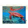 CALVENDO Puzzle tartarughe marine - Affascinanti creazioni dei mari del mondo 1000 pezzi Lege dimensioni 64 x 48 cm foto puzzle immagine di Hess Andrea