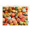 CALVENDO Puzzle Mix di diverse varietà di zucca in giallo, rosso, verde e arancione. 1000 pezzi Lege dimensioni 64 x 48 cm foto Puzzle di Frost Anja