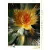CALVENDO Rosemarie Hofer - Puzzle Flower Explosion X Photo Art V Photo Art° by Rosemarie Hofer, 1000 pezzi, dimensioni 48 x 64 cm