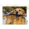 CALVENDO Puzzle Labrador Retriever - Un cuore su 4 zampe 1000 pezzi Lege Dimensioni 64 x 48 cm Foto puzzle di Sista