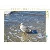 CALVENDO Puzzle Il salone d'argento sulla spiaggia 1000 pezzi Lege dimensioni 64 x 48 cm foto puzzle immagine di Frost Anja