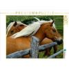 CALVENDO Puzzle cavalli - Hobby e Passione 1000 pezzi Lege Dimensioni 64 x 48 cm Foto puzzle di Georg Niederkofler