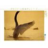CALVENDO Puzzle un'immagine dal calendario SWANS/UK, versione 1000 pezzi, dimensioni della lega: 64 x 48 cm, immagine di Henry Philippe