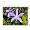 CALVENDO Eerika Schulz - Puzzle Cattleya violacea rosea anelata, 1000 pezzi, dimensioni 64 x 48 cm