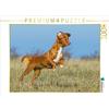 CALVENDO Puzzle Nova Scotia Duck Tolling Retriever sul campo 1000 pezzi Lege dimensioni 64 x 48 cm foto puzzle immagine di Starick Sigrid