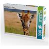 CALVENDO Wibke Woyke - Puzzle a forma di occhio con giraffa, 1000 pezzi, dimensioni 64 x 48 cm