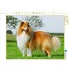 CALVENDO Puzzle Sheltie 2017 1000 pezzi Lege-Dimensioni 64 x 48 cm Foto Puzzle Immagine di Sista Animale Foto