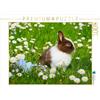 CALVENDO Puzzle Coniglietti Hurley Rose - Puzzle per foto, 1000 pezzi, dimensioni: 64 x 48 cm