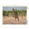 CALVENDO Puzzle Giraffe nel Parco Nazionale Etosha 1000 pezzi Lege-Dimensioni 64 x 48 cm Foto Puzzle Immagine di Sabine Reuke