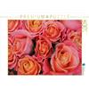 CALVENDO Gudrun Nitzold-Briele - Puzzle con rose profumate, 1000 pezzi, dimensioni 64 x 48 cm