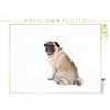 CALVENDO Puzzle Pug - irresistibile e affascinante 1000 pezzi Lege-Dimensioni 64 x 48 cm Foto puzzle Immagine di Photo Design Verena Scholze