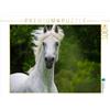 CALVENDO- Puzzle Fotografico, Motivo: Cavallo dei Lipizzani, Immagine di Starick Sigrid, 1000 Pezzi, Colore Bianco, Teile, 4059478941489