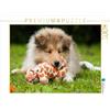 CALVENDO Puzzle Giocatore Collie cucciolo 1000 pezzi Lege dimensioni 64 x 48 cm foto puzzle immagine di Starick Sigrid