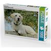 CALVENDO Anita Schreuer - Puzzle Labrador Retriever 2017, 1000 pezzi, dimensioni 64 x 48 cm