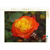 CALVENDO Kattobello - Puzzle a forma di rosa gialla, 1000 pezzi, dimensioni 64 x 48 cm