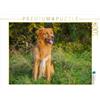 CALVENDO Puzzle Nova Scotia Duck Tolling Retriever Rüde 1000 pezzi Lege dimensioni 64 x 48 cm Foto Puzzle di Starick Sigrid