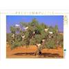 CALVENDO Puzzle di capre su albero di Argan, a Rabat/Marocco | 1000 pezzi Lege-Dimensioni 64 x 48 cm puzzle foto per ore felici