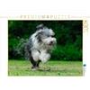CALVENDO Starick Sigrid - Puzzle da 1000 pezzi Calvendo Rennender Bearded Collie, dimensioni 64 x 48 cm