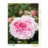 CALVENDO Puzzle rosa Wife of Bath 1000 pezzi Lega dimensioni 48 x 64 cm foto puzzle immagine di Kruse Gisela